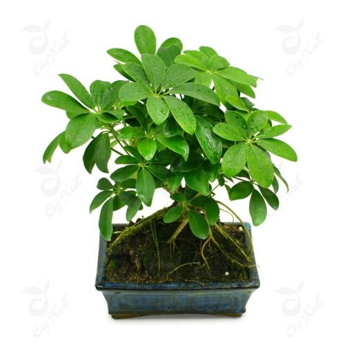 cay-ngu-gia-bi-bonsai-510x510