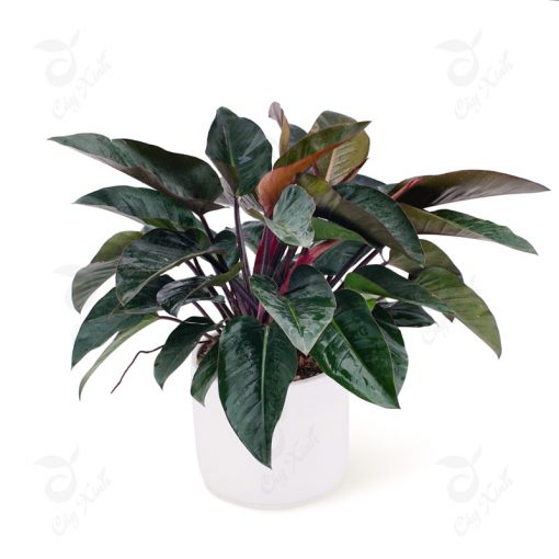 cay-trau-ba-de-vuong-do-co-lon-510x510